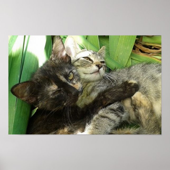 Poster Cute chatons bouddin (Devant)