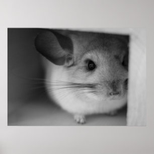 Poster Cute Chinchilla