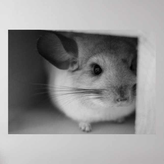 Poster Cute Chinchilla (Devant)