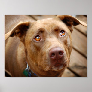 Poster Cute Chocolate Lab Pit Mix Dog Portrait 5