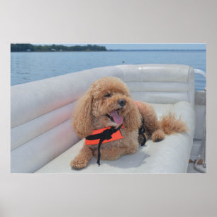 Poster Cute Cockapoo Photo Chien Avec Veste À Vie