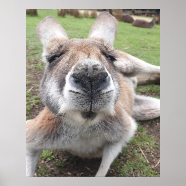 Poster Cute drôle Visage Kangaroo Education Animal Photo (Devant)