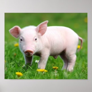 Poster Cute ferme Vie ferme Écorce rose Piglet