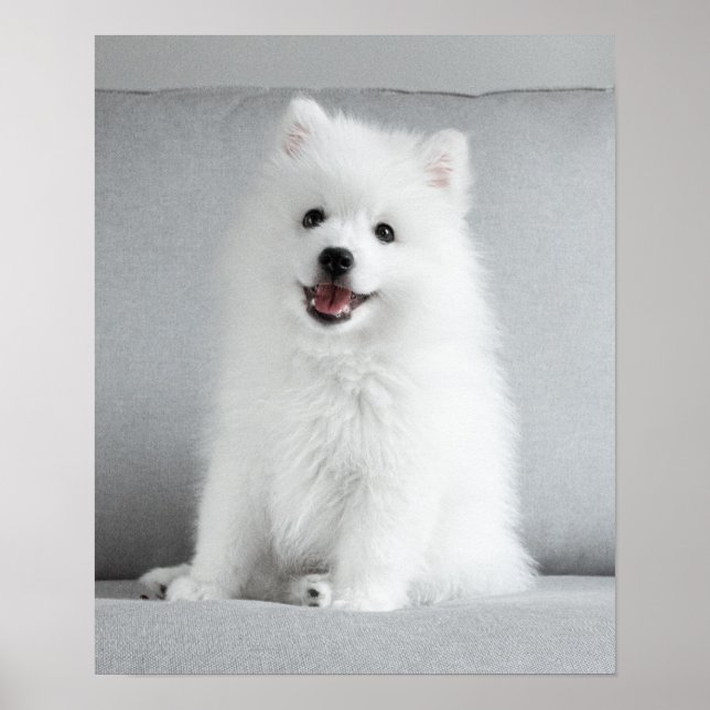 Poster Cute Fluffy Japonais Spitz Puppy (Devant)
