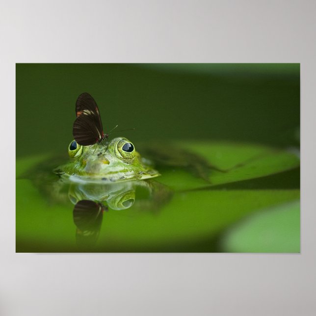 Poster Cute frog (Devant)