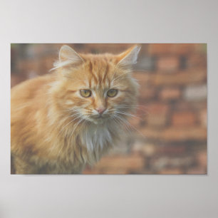 Poster Cute Funky Ginger Chat Kitten Visage