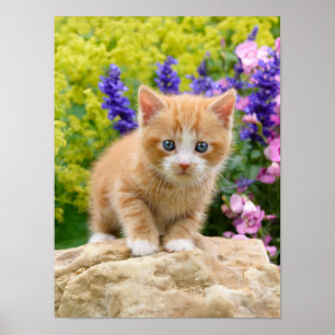 Poster Cute Ginger Chat Kitten dans Jardin Fleurs Animaux