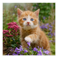 Cute Ginger Chat Kitten dans un jardin Photo Portr
