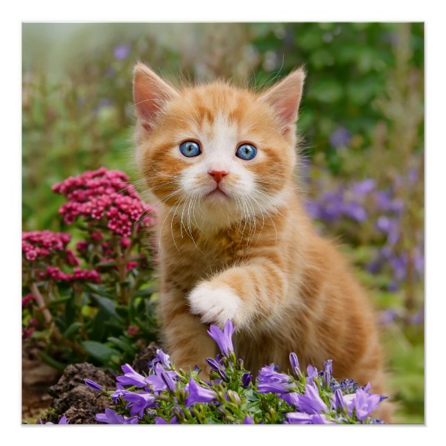 Poster Cute Ginger Chat Kitten dans un jardin Photo Portr (Devant)