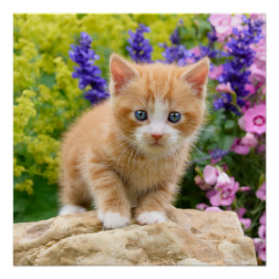 Poster Cute Ginger Chat Kitten Fleur Jardin Photographie