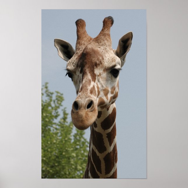 Poster Cute Giraffe (Devant)