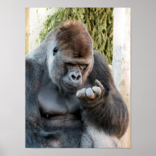 POSTER CUTE GORILLA