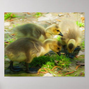 Poster Cute Gosling
