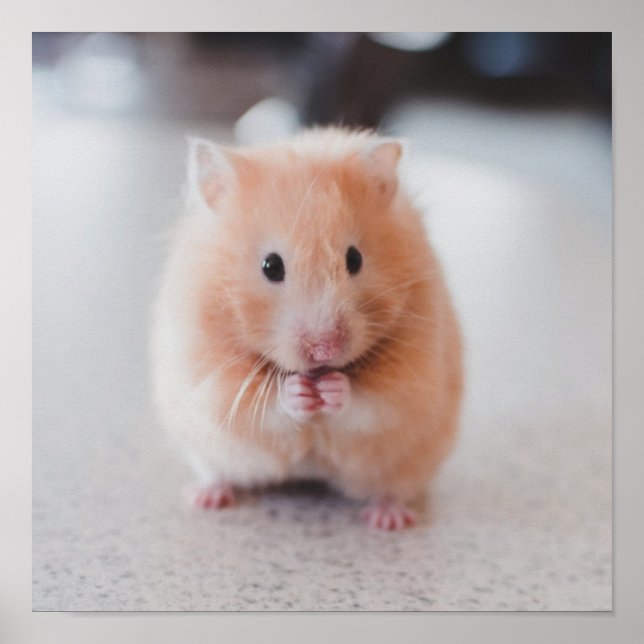 Poster Cute Hamster Aimer Animaux (Devant)