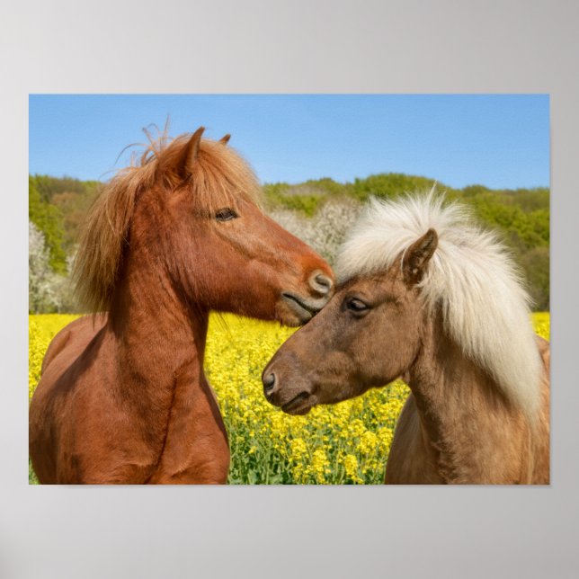 Poster Cute islandaise Horses Cuddle dans une prairie pri (Devant)