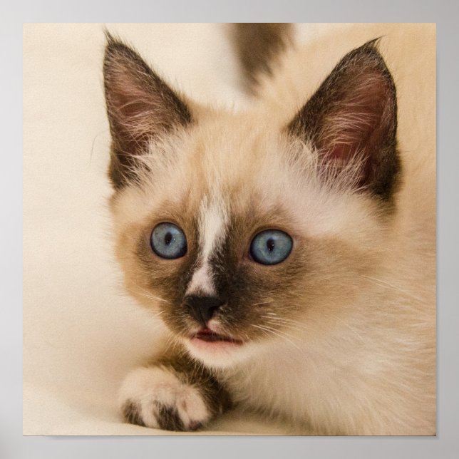 Poster Cute Kitten aux yeux bleus (Devant)