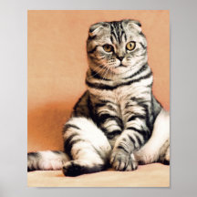 Cute Kitten S'Est Étendu