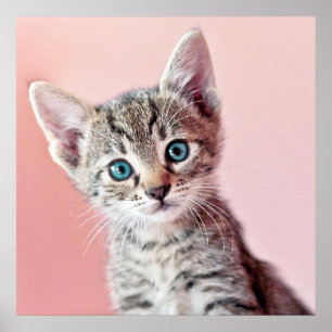 Poster Cute kitten with blue eyes.
