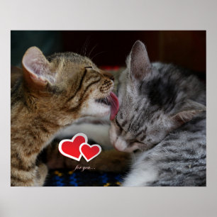 Poster Cute kittens