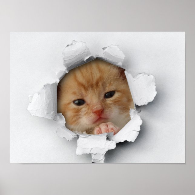Poster Cute kitty (Devant)