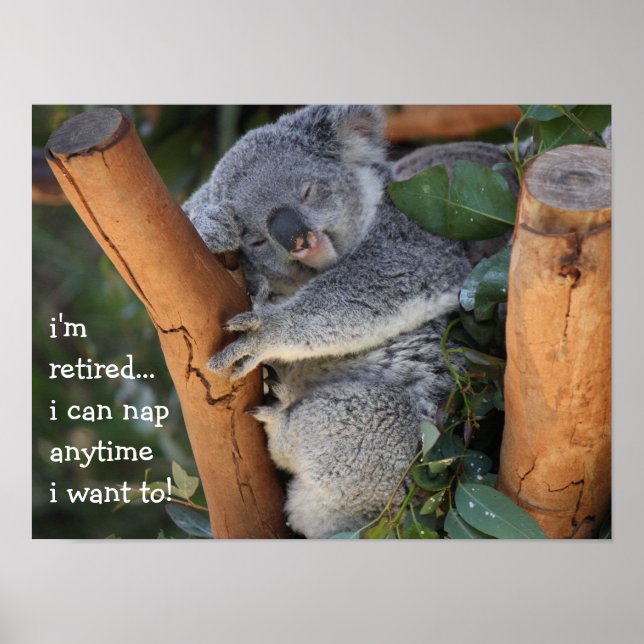 Poster Cute Koala Bear, je suis à la retraite, je peux fa (Devant)