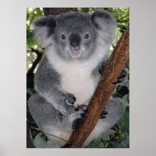Poster Cute Koala Destiny Zazzle Aussi Outback