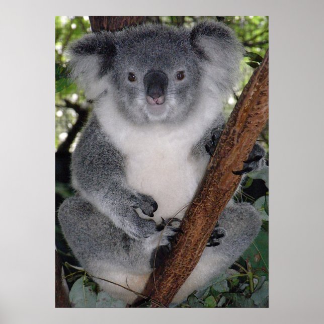Poster Cute Koala Destiny Zazzle Aussi Outback (Devant)