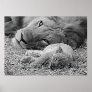 Poster Cute Lion Cub Repose Avec Le Père
