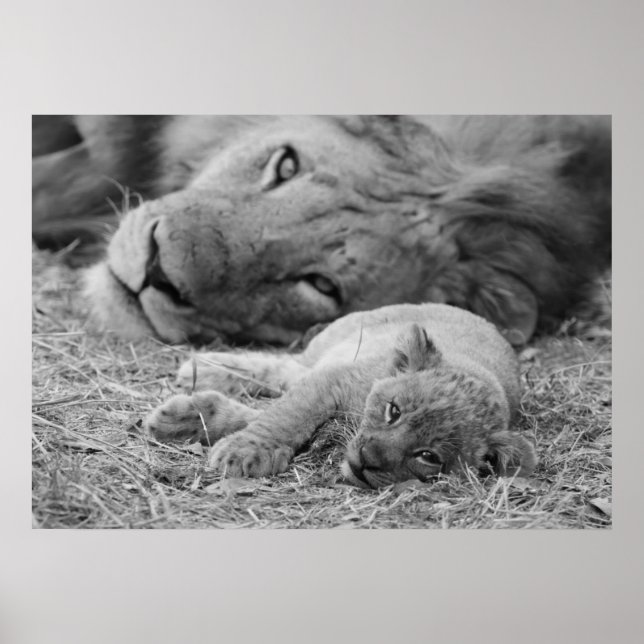 Poster Cute Lion Cub Repose Avec Le Père (Devant)