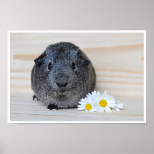 Poster Cute, lisse, Sliver Agouti Guinéen Cochon et Fleur