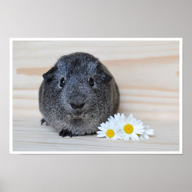 Poster Cute, lisse, Sliver Agouti Guinéen Cochon et Fleur (Devant)