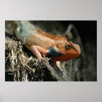 Cute Lizard