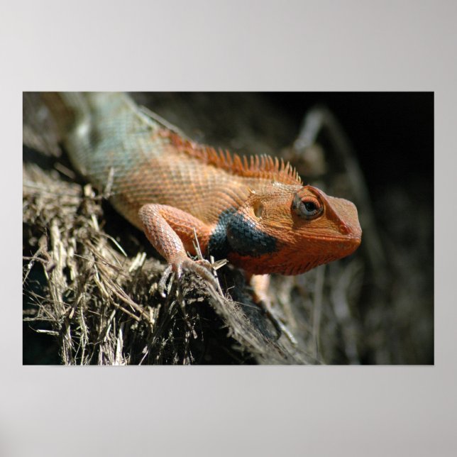 Poster Cute Lizard (Devant)