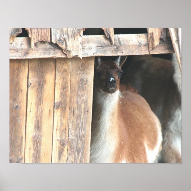 Poster Cute Llama Dans La Ferme Des Granges (Devant)
