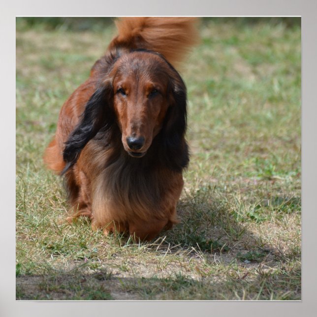 Poster Cute Long Haired Daschund (Devant)
