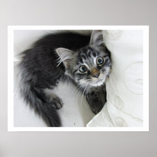 Poster Cute Longue Haine Tabby Kitten, Gros Yeux