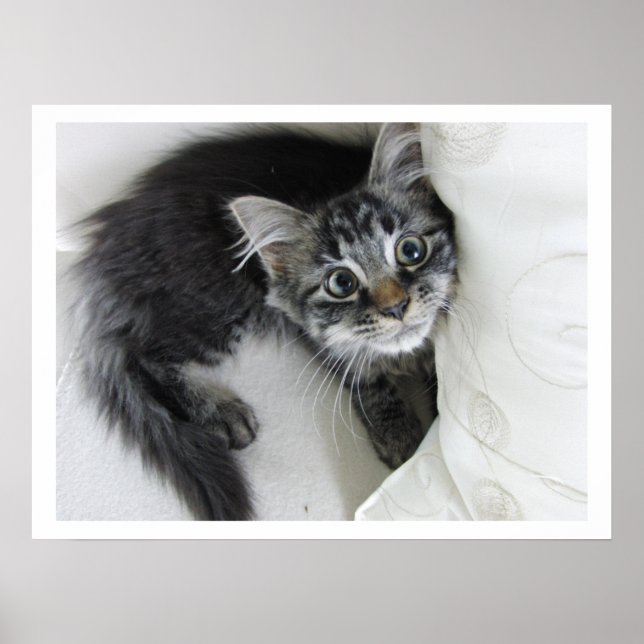 Poster Cute Longue Haine Tabby Kitten, Gros Yeux (Devant)