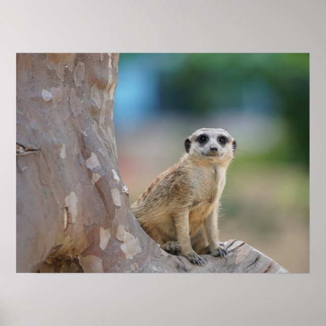 Poster Cute Meerkat Sat sur arbre (Devant)