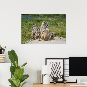 Poster Cute Meerkats