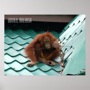 Poster Cute Orangutan dans la jungle de Sabah Borneo