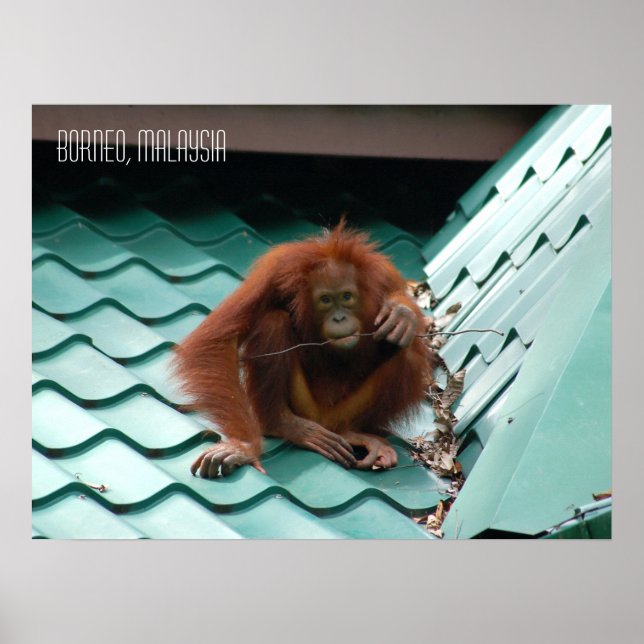 Poster Cute Orangutan dans la jungle de Sabah Borneo (Devant)