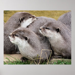 POSTER CUTE OTTERS