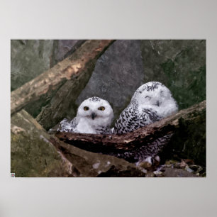 Poster Cute Owls