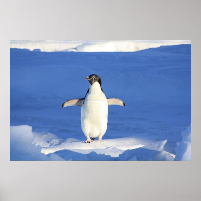Poster Cute Penguin (Devant)