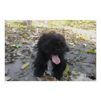 Poster Cute Puppy Alert