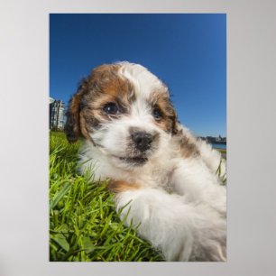 Poster Cute puppy dog
