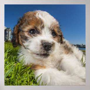 Poster Cute puppy dog