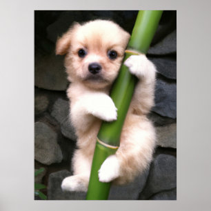 Poster Cute Puppy Gaejook 개죽이