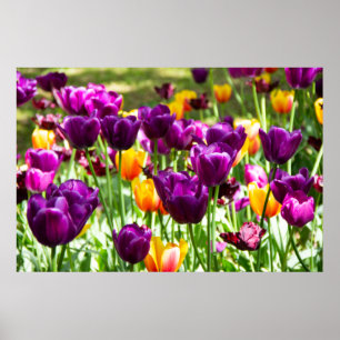 Poster Cute purple and yellow tulips