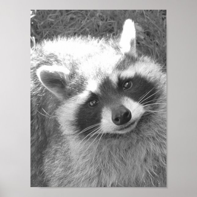 Poster Cute Raccoon (Devant)